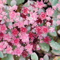 Sedum cauticola 'Coca-Cola'